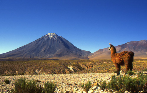 Llama looking at Licancabur Volcano, Bolivia (by gazpachon returns).