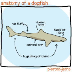 jupiter-callisto:  pleatedjeans: anatomy of sea life  100% accurate. I have met at least 6 dogfish who hate car rides. 