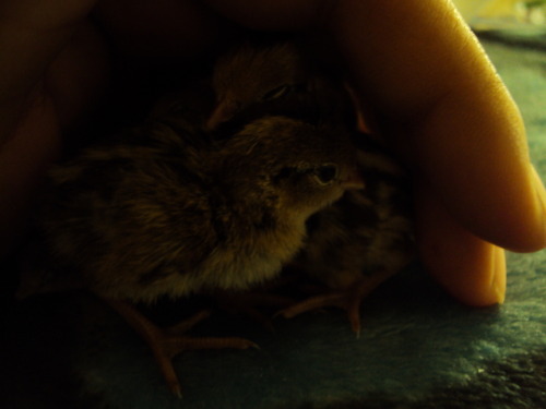 dragonnaga:  7 hatched yesturday and are a day old barely, they are very tiny. there is at least one or two that are gambel’s quails and the rest are california valley quails.    *Insert that story I always tell of when I saw California quail chicks*