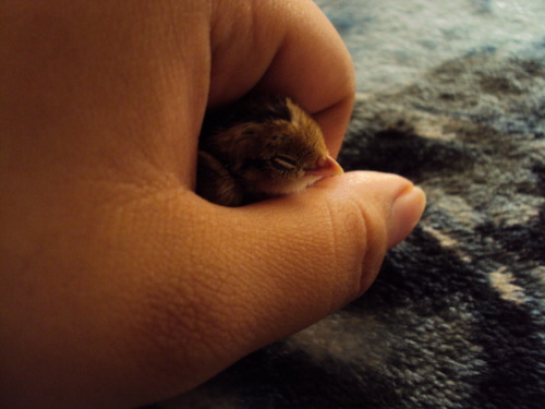 dragonnaga:  7 hatched yesturday and are a day old barely, they are very tiny. there is at least one or two that are gambel’s quails and the rest are california valley quails.    *Insert that story I always tell of when I saw California quail chicks*