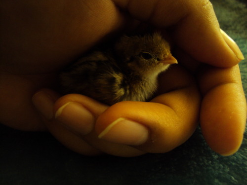 dragonnaga:  7 hatched yesturday and are a day old barely, they are very tiny. there is at least one or two that are gambel’s quails and the rest are california valley quails.    *Insert that story I always tell of when I saw California quail chicks*