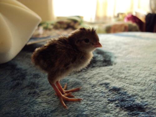 dragonnaga:  7 hatched yesturday and are a day old barely, they are very tiny. there is at least one or two that are gambel’s quails and the rest are california valley quails.    *Insert that story I always tell of when I saw California quail chicks*