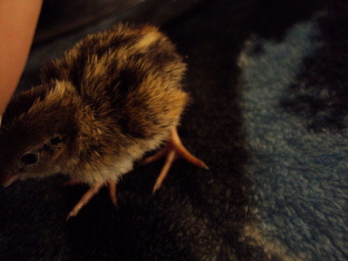 dragonnaga:  7 hatched yesturday and are a day old barely, they are very tiny. there is at least one or two that are gambel’s quails and the rest are california valley quails.    *Insert that story I always tell of when I saw California quail chicks*