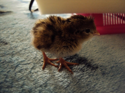 dragonnaga:  7 hatched yesturday and are a day old barely, they are very tiny. there is at least one or two that are gambel’s quails and the rest are california valley quails.    *Insert that story I always tell of when I saw California quail chicks*