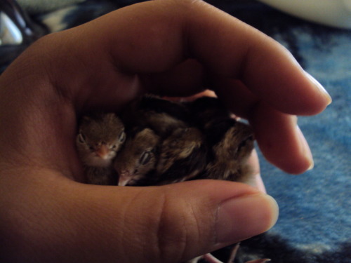 dragonnaga:  7 hatched yesturday and are a day old barely, they are very tiny. there is at least one or two that are gambel’s quails and the rest are california valley quails.    *Insert that story I always tell of when I saw California quail chicks*