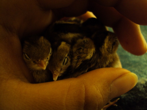 dragonnaga:  7 hatched yesturday and are a day old barely, they are very tiny. there is at least one or two that are gambel’s quails and the rest are california valley quails.    *Insert that story I always tell of when I saw California quail chicks*