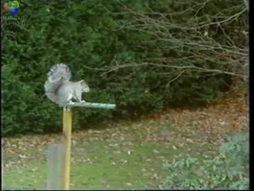 sav3mys0ul:  thedandyunderworld: Taking place in England the owners of the yard slowly kept adding sections to the contraption so when the squirrel learned one section and got the nuts, they’d add another section. It took over 2 weeks to get to the