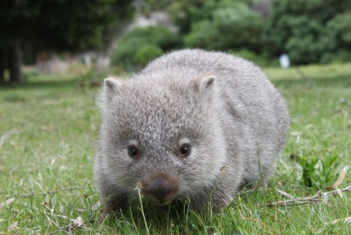 moheetoe: Wombat.