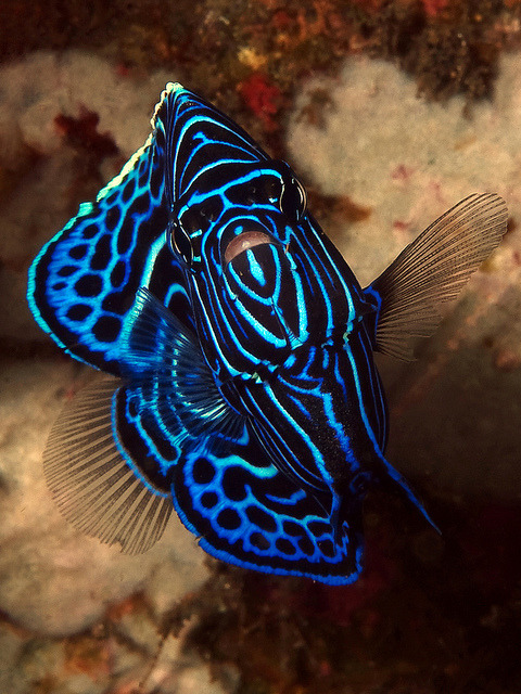 earthlynation:Juvenile Emperor Angelfish by Doug.Deep