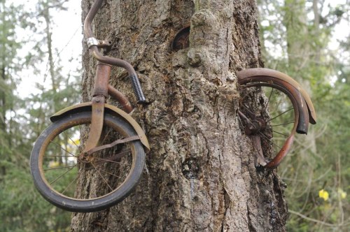     This is a tree that has grown around a bicycle on Vashon island, Washington. The bike belonged t