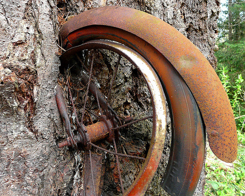     This is a tree that has grown around a bicycle on Vashon island, Washington. The bike 