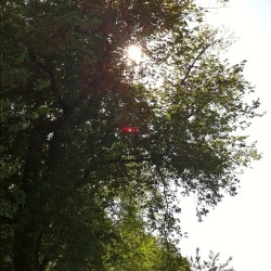 Sun Through The Trees. #Nature #Instaphoto #Mycity #Tree (Taken With Instagram)