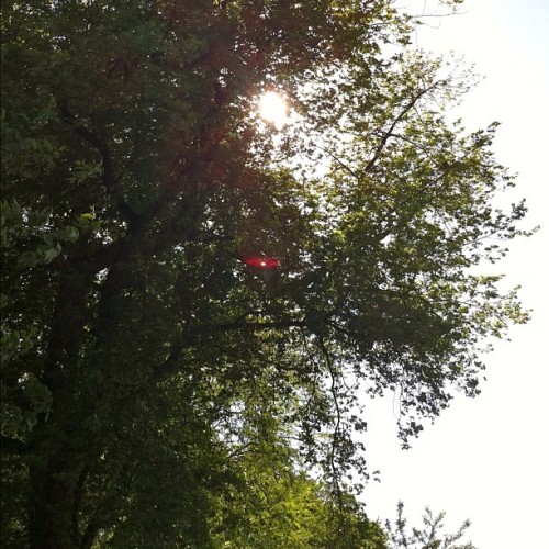 Sun through the trees. #nature #instaphoto adult photos