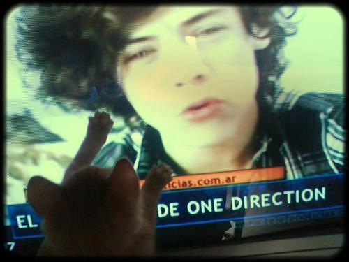 blameniallhoran:  FOUND YOU SOME PUSSY HARRY