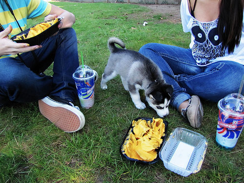 un1ted-kingdom:   supmoyca:  oktaco:  madeelinee:  nachos, husky puppy, slurpees. how the fuck could that date go wrong  it just can’t.    ^ 