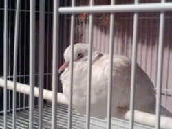 Fluffy birdy is a sleepy birdy.