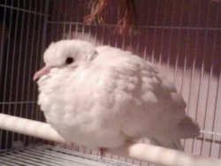 Managed To Get The Cage Door Open. Such A Fluffy Poof. Of Course, Now That I&Amp;Rsquo;M