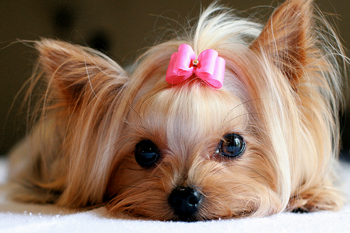 class-and-glamour:  Follow that-pink-chick for more PINK(cute) photos! ♥