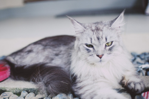 maine coon cats