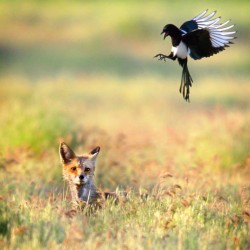 mabelmoments:  Picture: Walla Walla Union-Bulletin, Jeff Horner/AP  hey. HEY. A magpie!