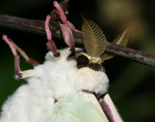 mimimoonx: Chinese Moon Moth Photo by: Deanster1983 Click for more nature!