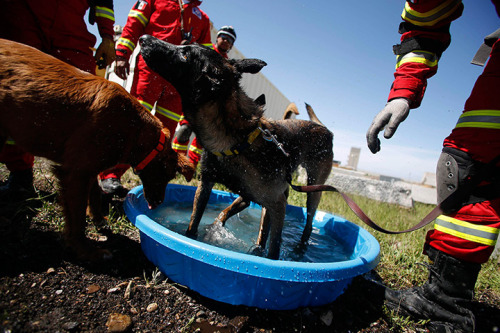 Salt Lake City, Utah, US: Canine members of the Hermosillo Task Force, a K-9 search and rescue unit from Mexico, take a break in the water while they train with members of Utah Task Force 1 to search for earthquake victims in a simulated rubble pile....