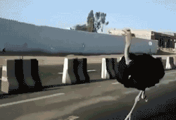toptumbles:Meanwhile, in Saudi Arabia
