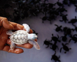 p0sterchild:   Albino baby turtle  its so