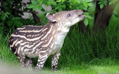 theanimalblog:  Baby tapir Parima enjoys some leaves during its first outing at its open air enclosure of the Hagenbeck zoo in Hamburg, northern Germany.  Picture: DANIEL REINHARDT/AFP/GettyImages