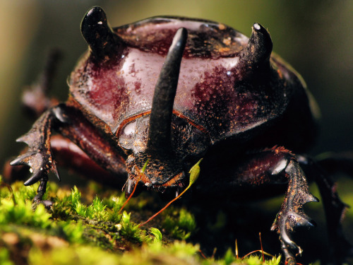 giraffeinatree: Rhinoceros Beetle by Techuser