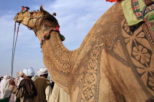 ruineshumaines:   The job takes about 3 years to make an engraved tatoo for an individual camels. First 2 years, there is just growing the hair and starts trimming. Inhabitant of desert does not use the iron engraved for the camels. They just cut and