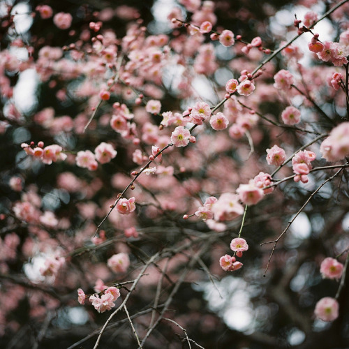 in the pink by ditao on Flickr.