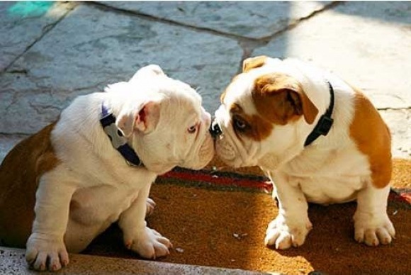  puppy kisses &lt;3  
