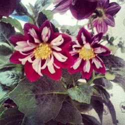 Pretty flower  (Taken with instagram)