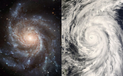 ikenbot:  Logarithmic Spirals Image Credit: M101 - NASA, ESA, CFHT, NOAO; Typhoon Rammasun - MODIS, NASA Comparison: Lawrence Anderson-Huang (Ritter Astrophysical Obs., Univ. Toledo) Uncomfortably close Typhoon Rammasun (right) and 25 million light-year