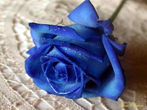 bridgetsalas:  blue roses <3  porn pictures