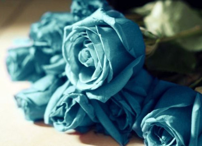 XXX bridgetsalas:  blue roses <3  photo