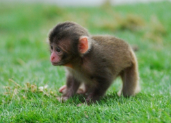 magathavonjacoby:  Baby snow monkey! so cute