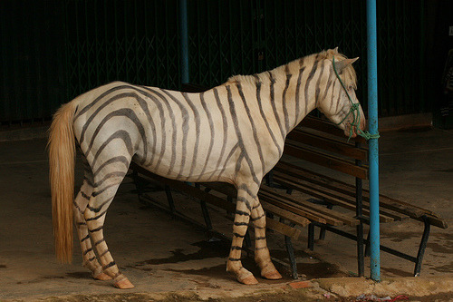 Porn photo earth-song:  Is it a zebra? Is it a horse?Nope…