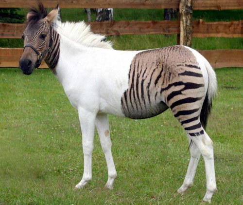 earth-song:  Is it a zebra? Is it a horse?Nope… It’s a zorse!This cute little fella is a hybrid foal and is currently the star attraction at the Holte-Stukenbrock safari park in Germany. 