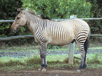 XXX earth-song:  Is it a zebra? Is it a horse?Nope… photo