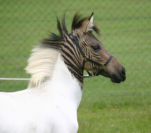 earth-song:  Is it a zebra? Is it a horse?Nope… porn pictures
