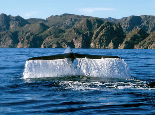 Blue whale near Loreto, Baja California Sur, Mexico (by Ken Bondy).