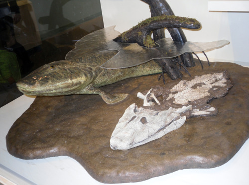 Tiktaalik - the fishapod Model by Tyler Keillor and this particular set up on display at the Harvard