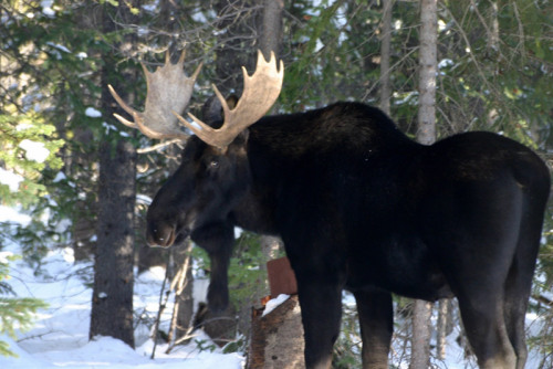 fyanimaldiversity - Moose (Alces alces)Possible melanistic...