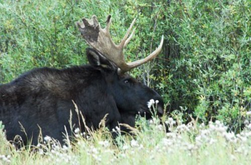 fyanimaldiversity - Moose (Alces alces)Possible melanistic...