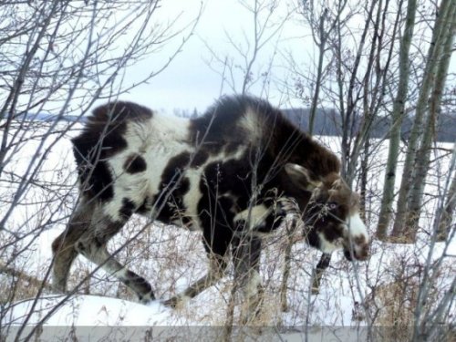 fyanimaldiversity - Moose (Alces alces)Possible melanistic...