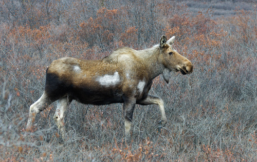fyanimaldiversity - Moose (Alces alces)Possible melanistic...