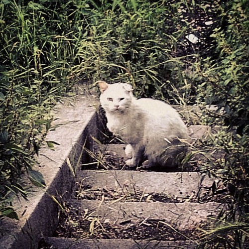 Stray Cats - #cat#cats#padova #veneto #padova #italy #igerspadova #gatto#polworld  (Scattata con Instagram presso Amarcord Studio Fotografico)