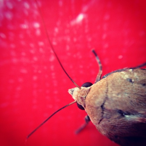 A moth friend in my market boxen. #macro #ōlloclip #olloclip (Taken with instagram)